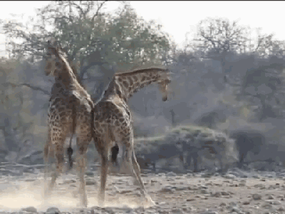 Гифки всякие