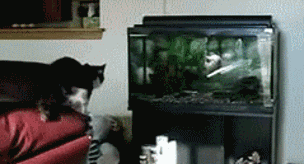 Гифки всякие