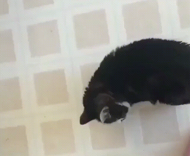 Кошачьи гифки