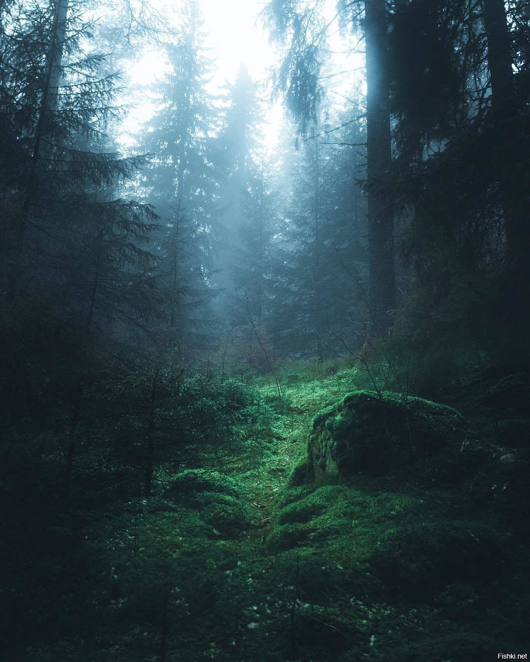 Темная чаща леса