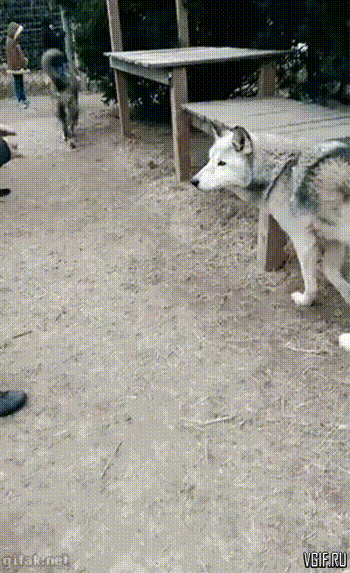 Гифки разные