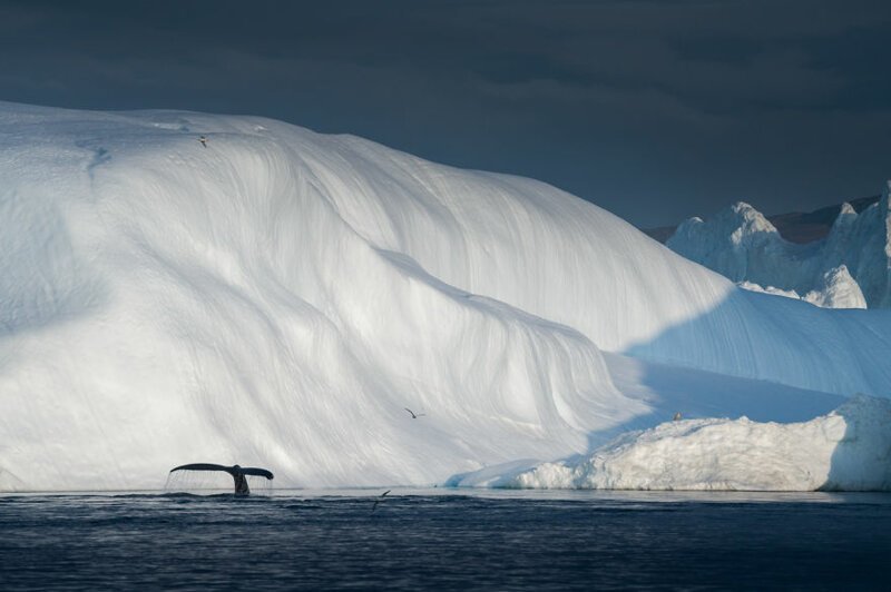 "Горбатый кит ныряет и показывает свой хвост. Здесь часто можно увидеть китов, но они обычно не выпрыгивают из воды. Лишь иногда показывают свой хвост. Мы видели несколько прыжков, но, к сожалению, я не успел запечатлеть их"