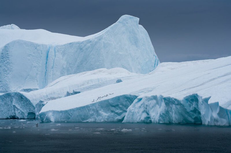 "Чайки на айсберге в дождливый день. Они ждут, когда покажутся киты, чтобы попытаться украсть у них еду"
