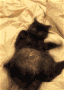 Гифки всякие