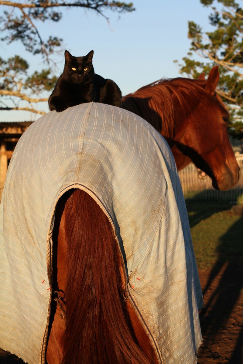 История необыкновенной дружбы кота Морриса и коня Чемпи
