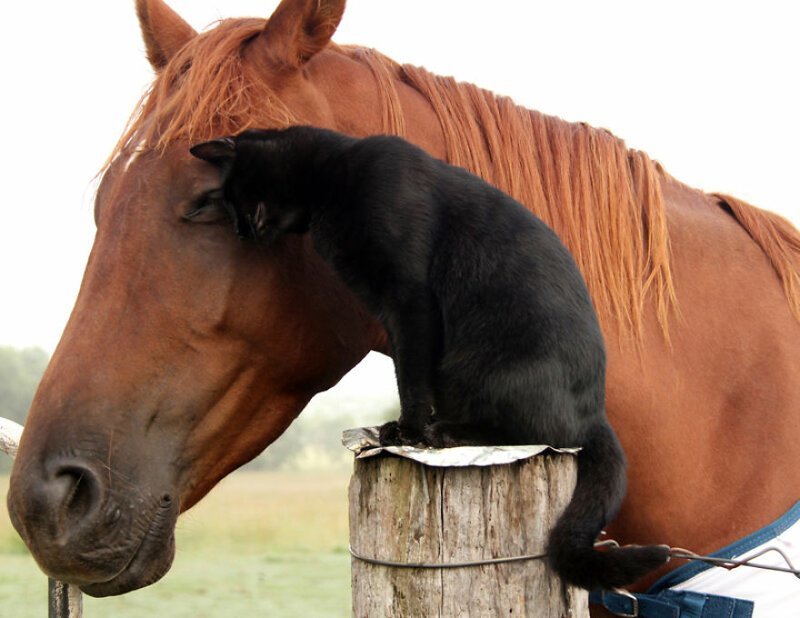 "Я люблю свою лошадку"