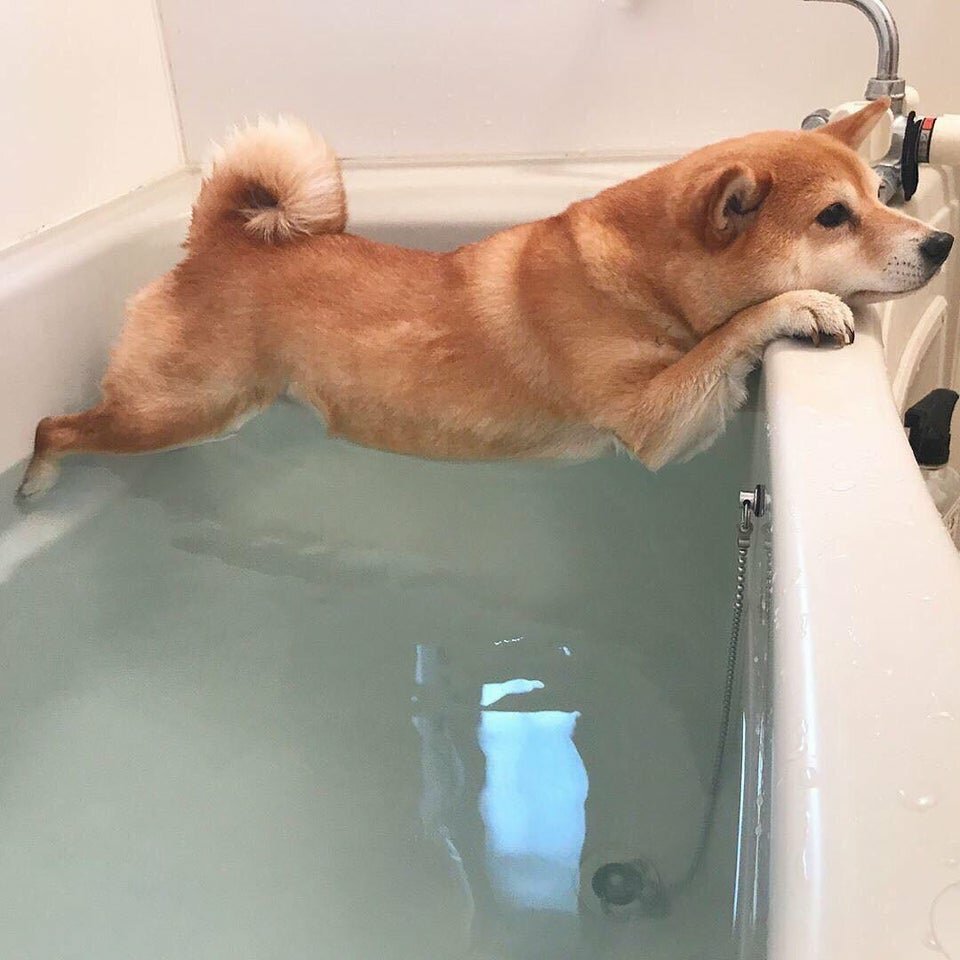 Собачка в ванной