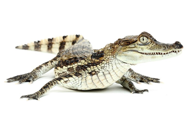 9. Кайманчик. В переводе с испанского «кайман» обозначает «аллигатор, крокодил». Кайманы распространены в Центральной и Южной Америке. Обитают только в чистой воде. (Фото Mickael Leger):