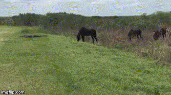 Гифки разные