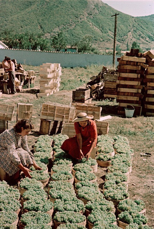Совхоз в Коктебеле, Крым. Подготовка винограда к отправке в северные районы страны. Фото Семена Фридлянда (1950-е).