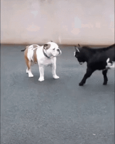 Кто кого перебодает