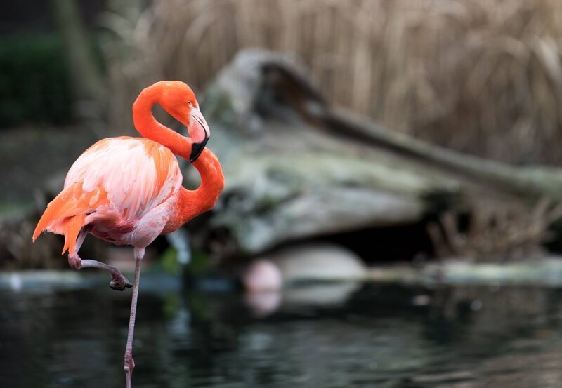 Почему фламинго стоят на одной ноге?
