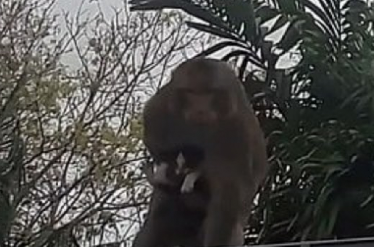 В Таиланде обезьяна выкрала котёнка и держала его в качестве заложника