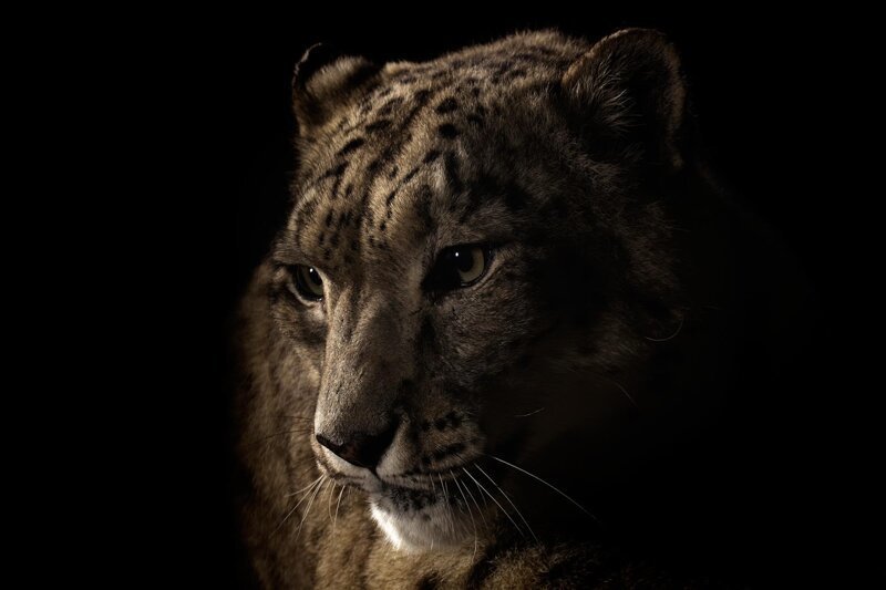 Красота больших кошек в снимках фотографа National Geographic