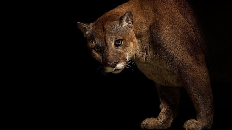 Красота больших кошек в снимках фотографа National Geographic