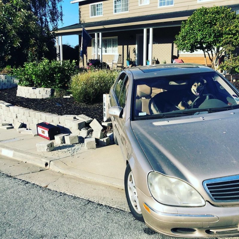 Собака случайно угнала Mercedes-Benz и устроила аварию