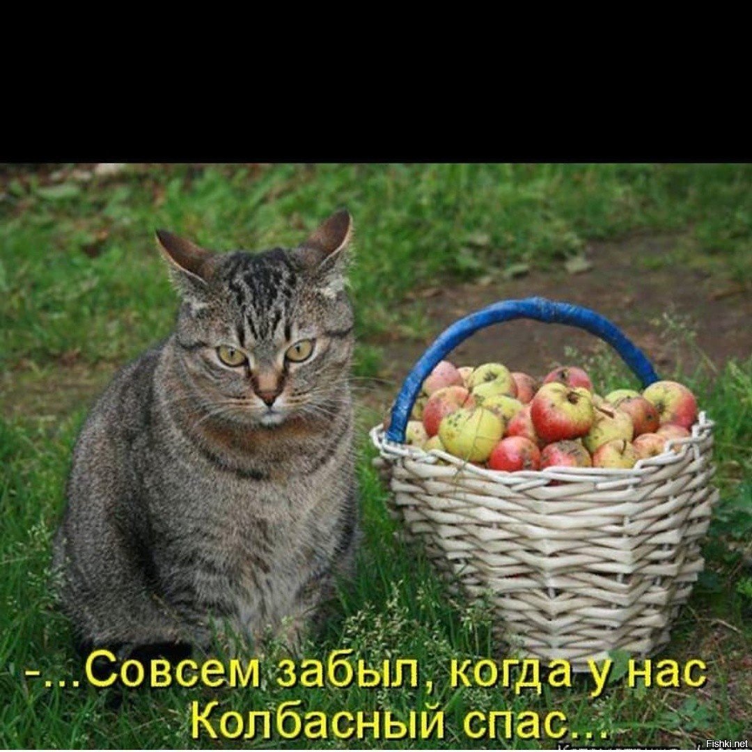 Котоматрица кот и яблоки