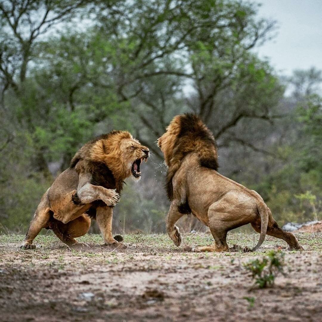 Львы бои битва за Прайд