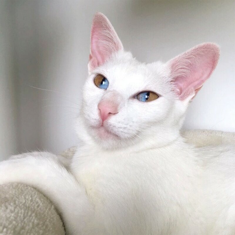 Удивительная кошка с разноцветными глазами