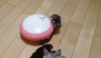 Гифки разные