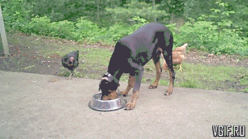 Гифки разные