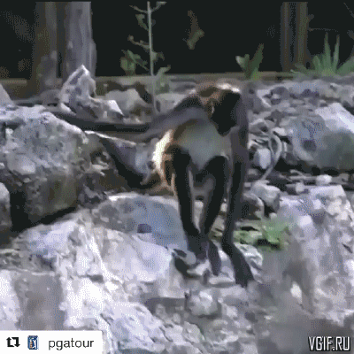 Гифки разные Гифки разные