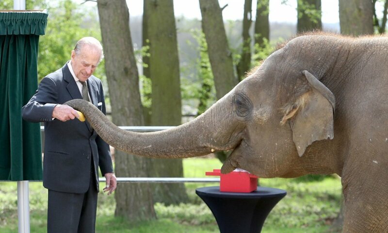 Принц кормит слона во время визита в зоопарк.