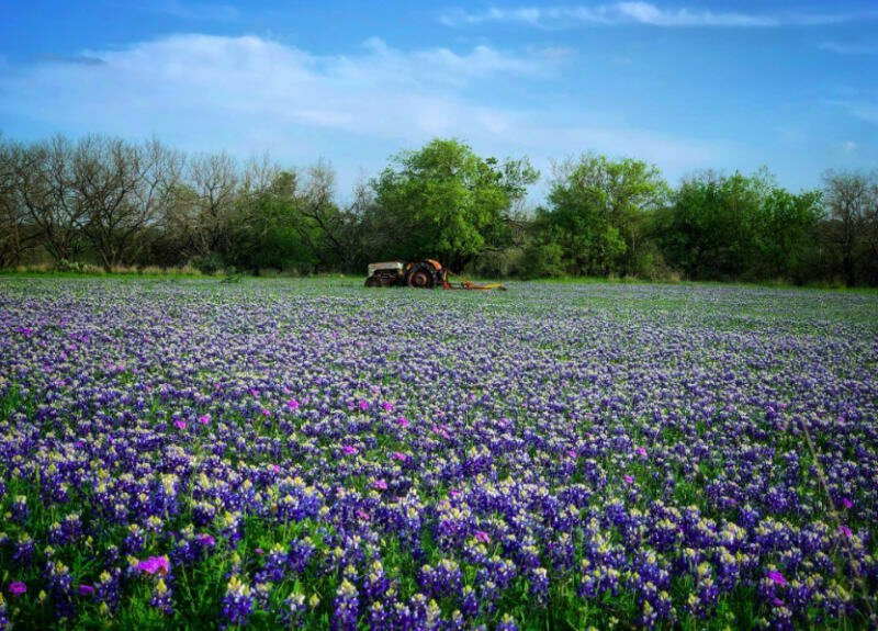 26. Весна в Техасе