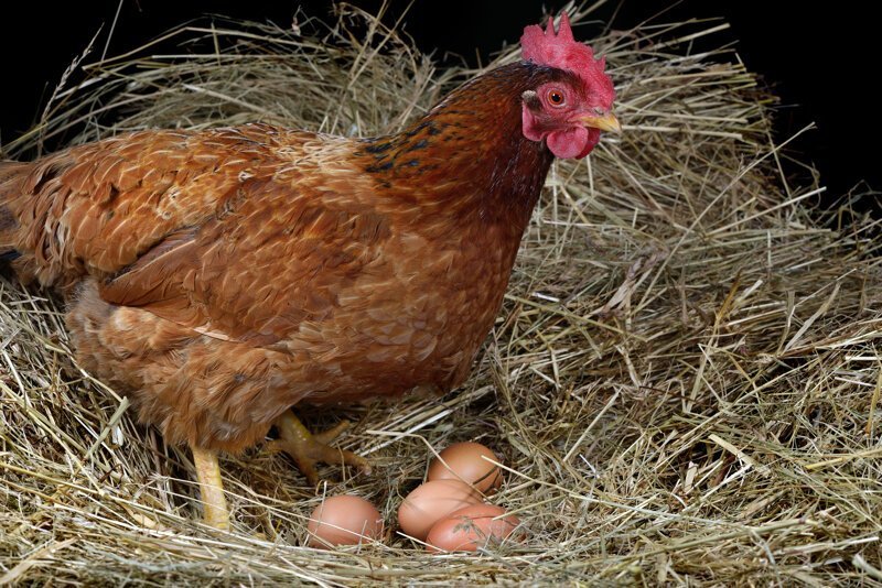 Взаимосвязь сезонности и показателей яйценоскости кур