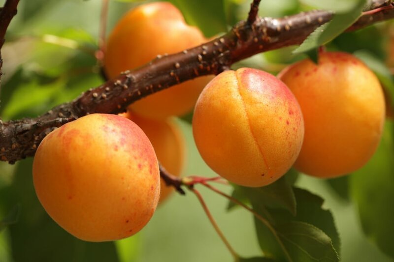 Почему абрикосовое варенье стало горчить, и можно ли это исправить?