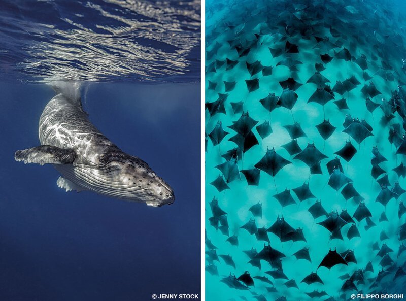 Горбатый кит (фото Jenny Stock) и мобулы из рода хрящевых рыб семейства орляковых скатов отряда хвостоколообразных надотряда скатов. (фото Filippo Borghi):