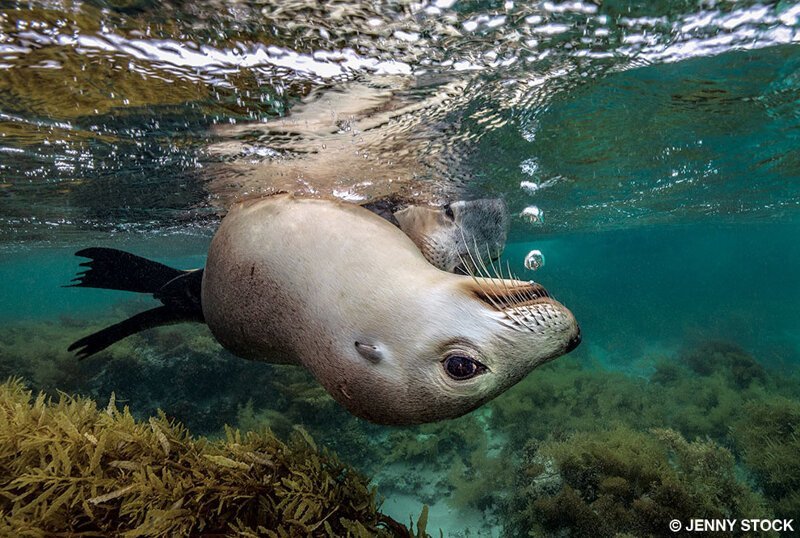 Морские львы — самые любознательные животные, которых вы можете встретить под водой, Западная Австралия. (Фото Jenny Stock):
