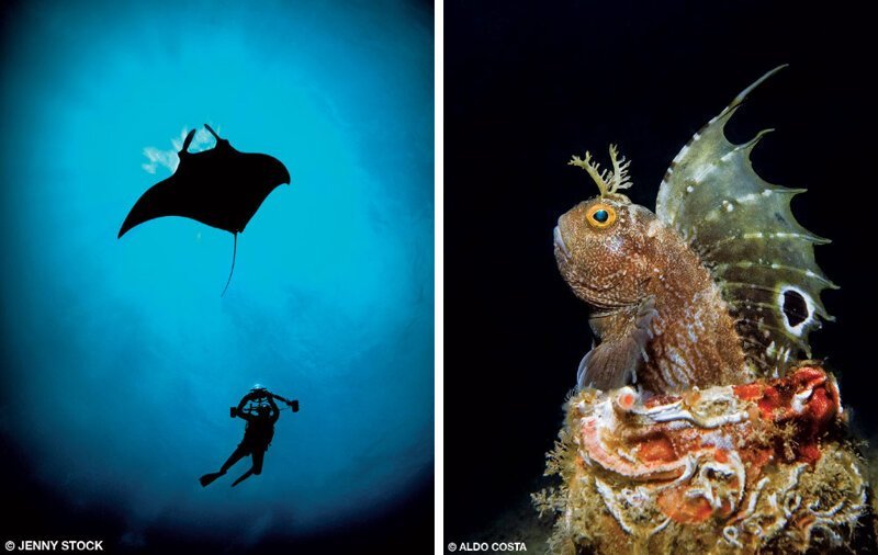 Манты — род скатов семейства орляковых скатов отряда хвостоколообразных (фото Jenny Stock) и морская собачка-бабочка (фото Aldo Costa):
