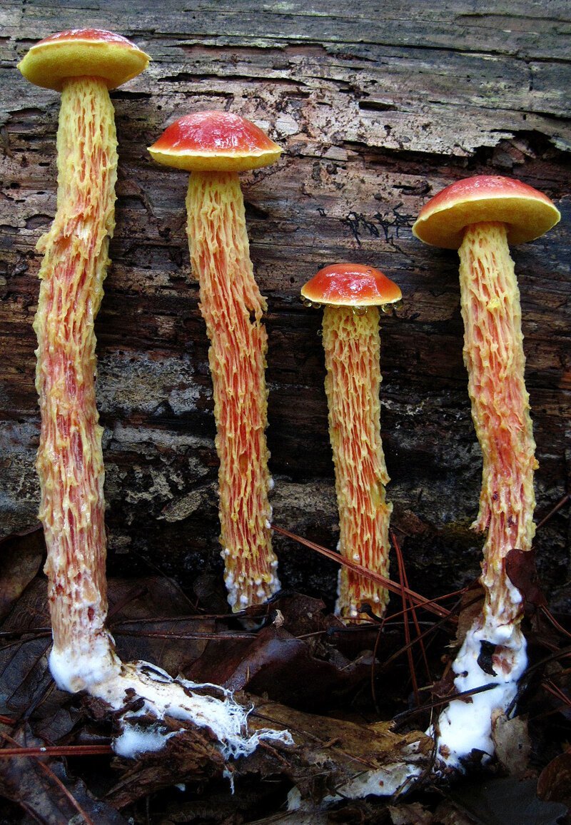 Инопланетный лес: грибы