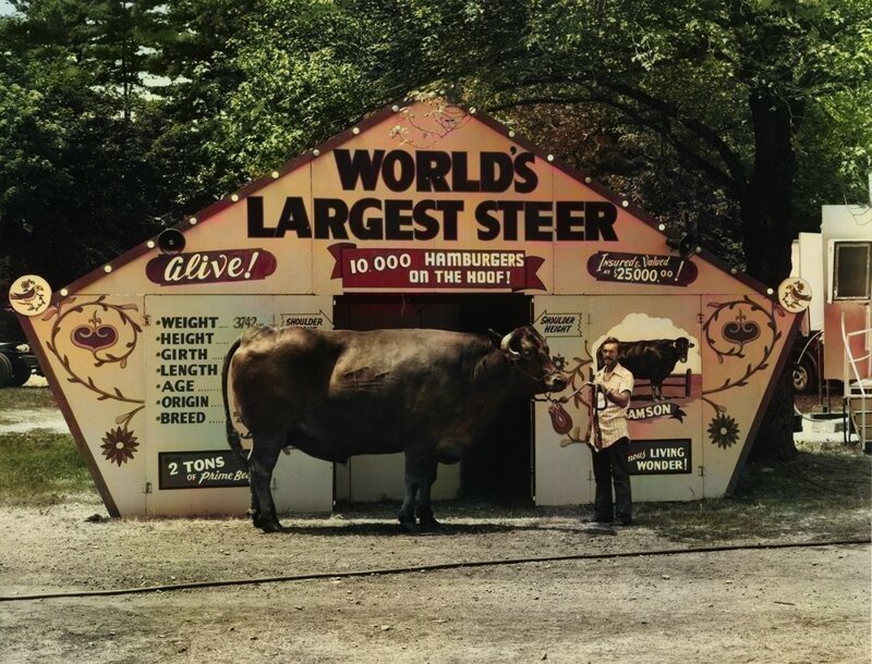 Самый большой бычок в мире, Саратога-Спрингс, штат Нью-Йорк, 1974.