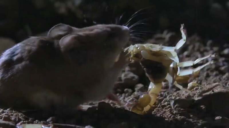Кузнечиковые хомячки — самые хардкорные из всех грызунов