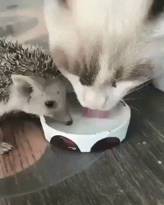 Одно молоко на двоих