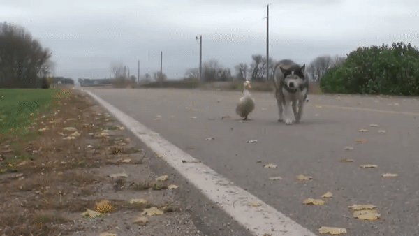 На местную сходку