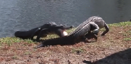 Гифки разные