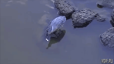 Гифки разные Гифки разные