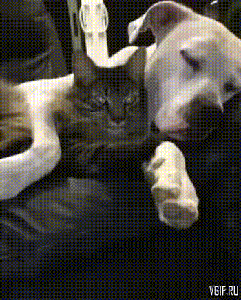 Гифки разные Гифки разные