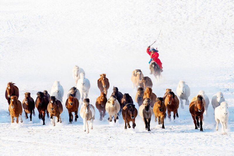 Лошади Монголии