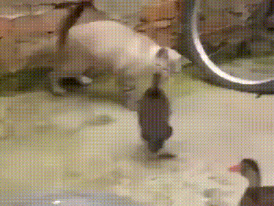 Гифки разные Гифки разные