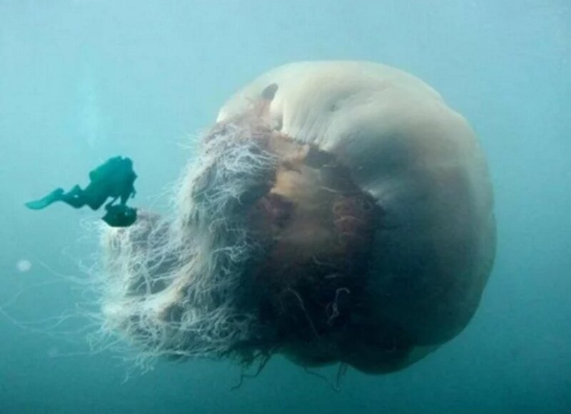 Настоящая медуза