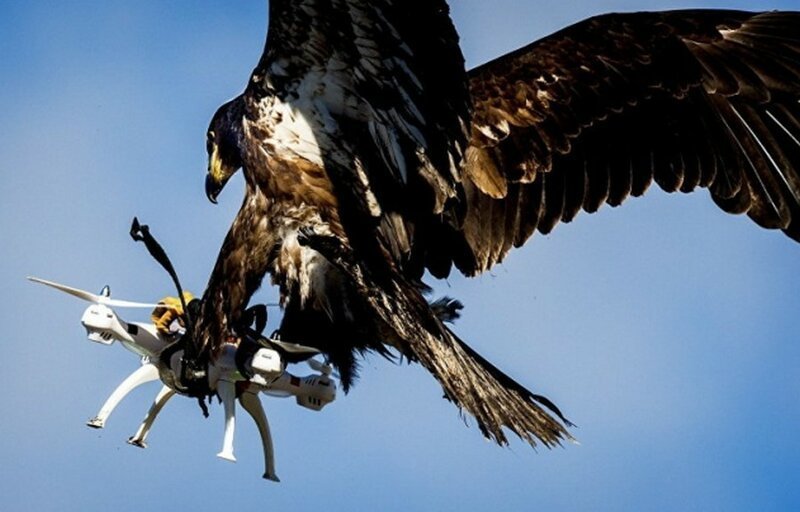  Полицейский орел ловит дрон во время учений, Голландия