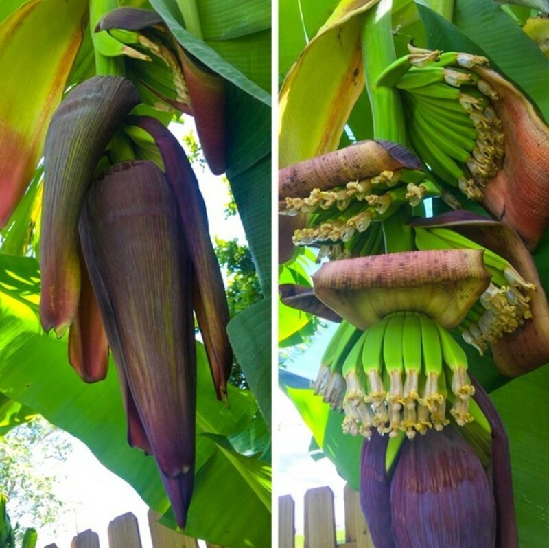 Юные бананы