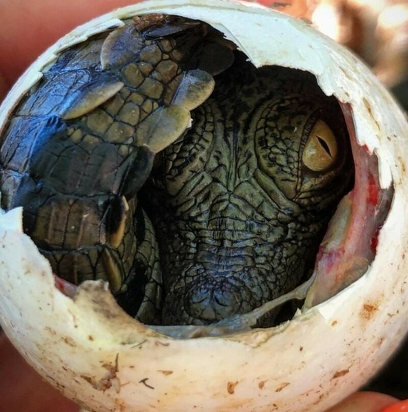 Рождение нильского крокодила