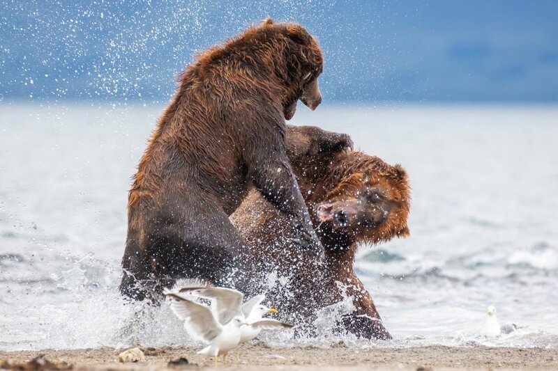 Драматические кадры: мать-медведица защищает испуганных медвежат от напавшего самца