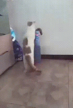 Гифки разные