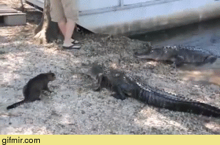 Гифки разные